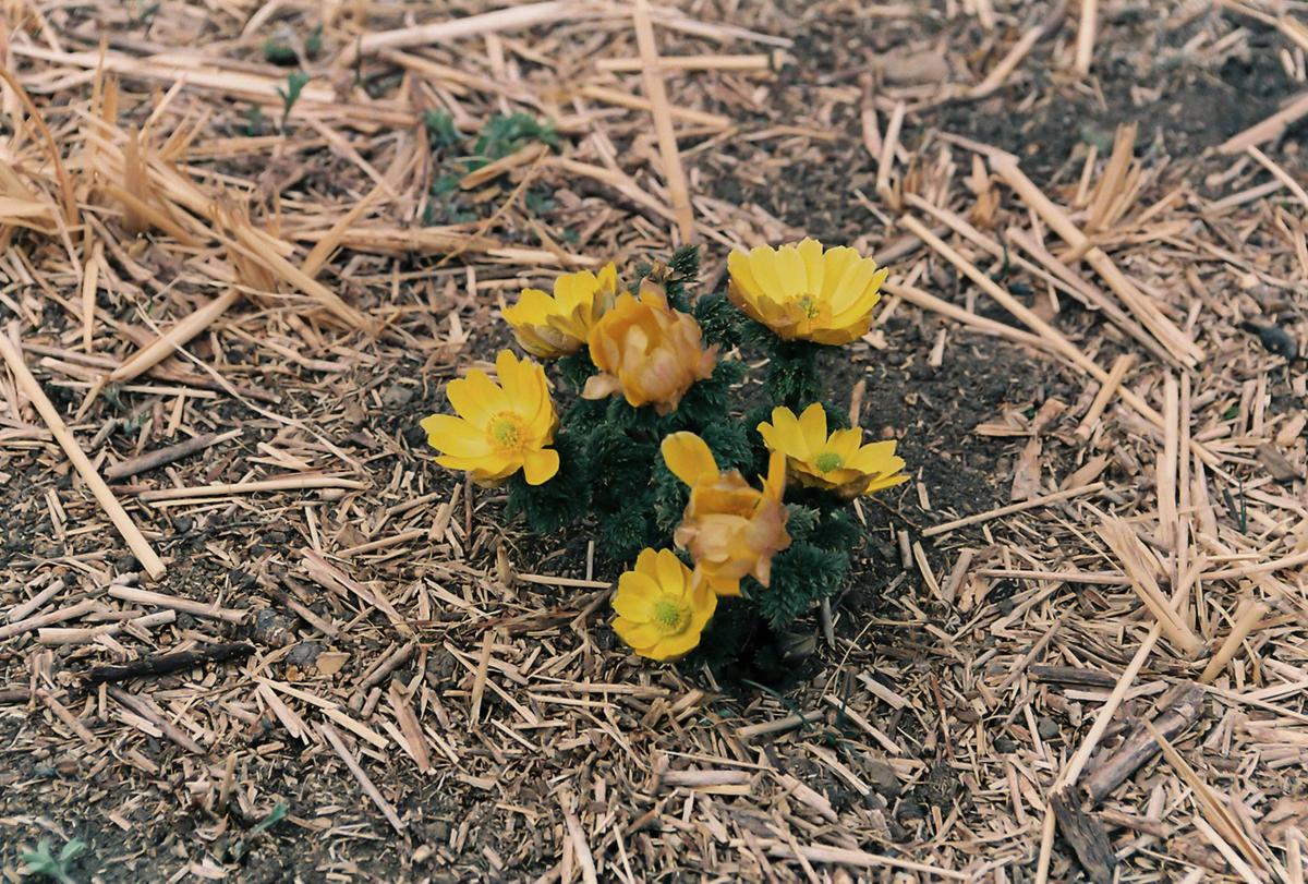 꽃