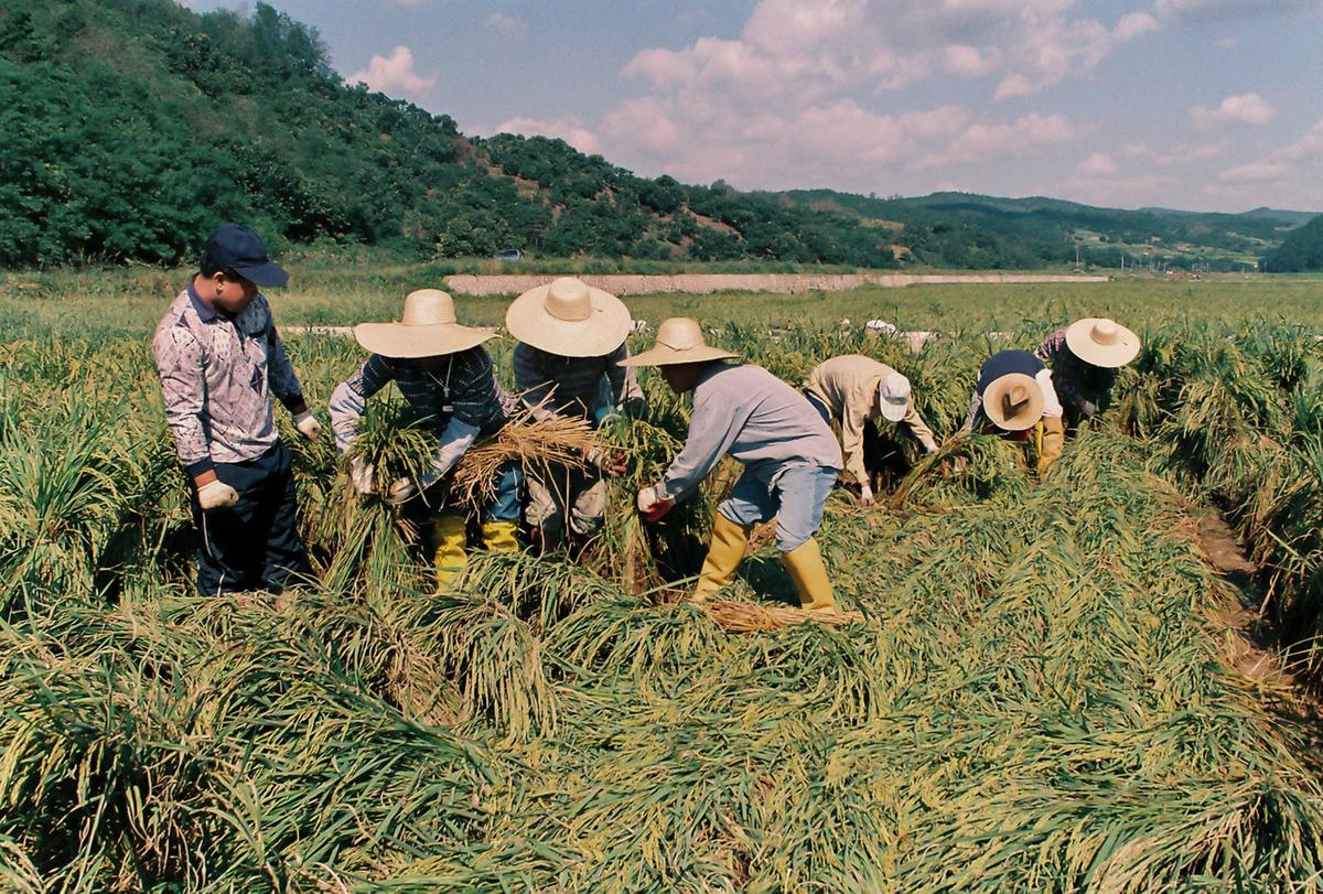 농촌일손돕기