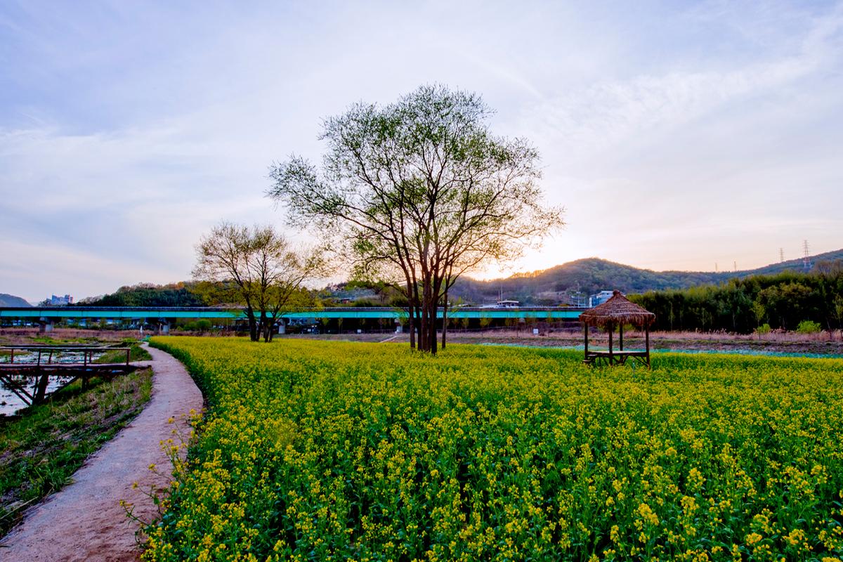 합천 유채꽃
