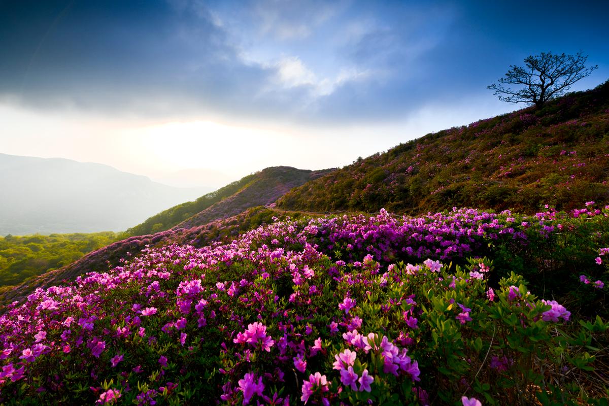 황매산 철쭉능선