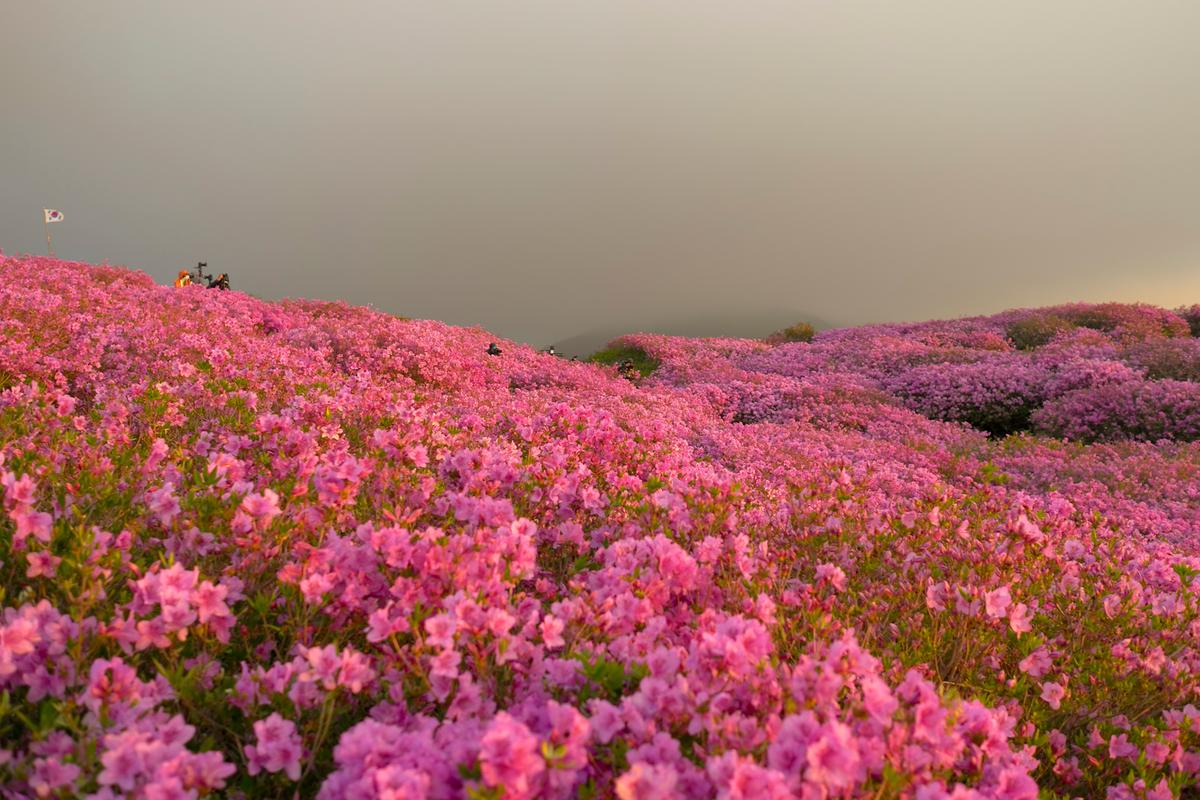 황매산 철쭉능선