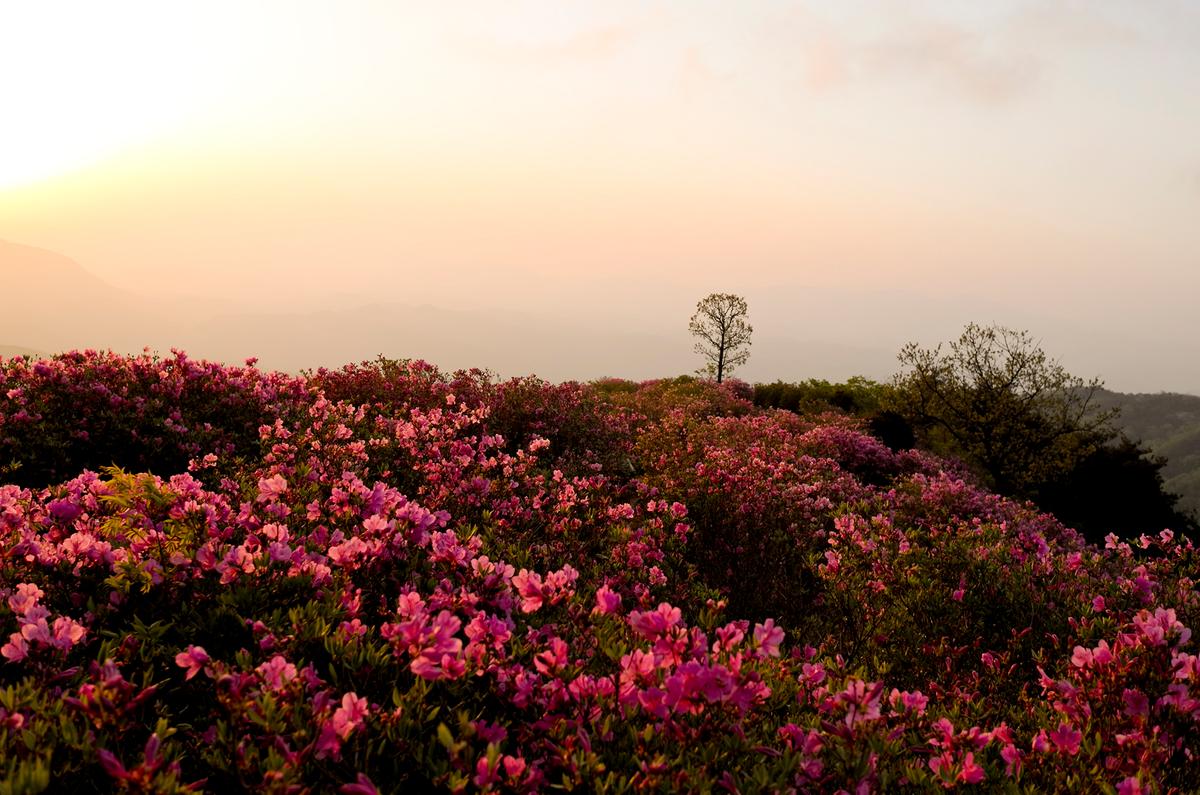 황매산 철쭉능선