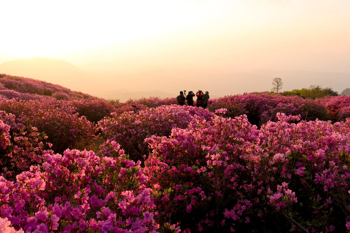 황매산 철쭉능선