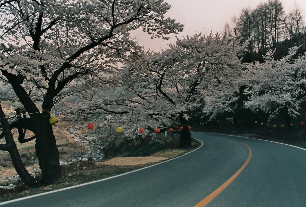벚꽃