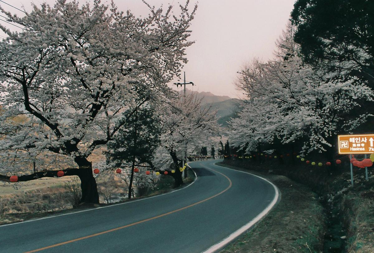 벚꽃