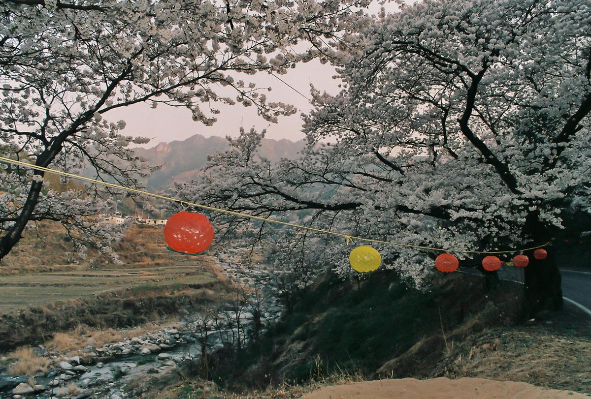 벚꽃