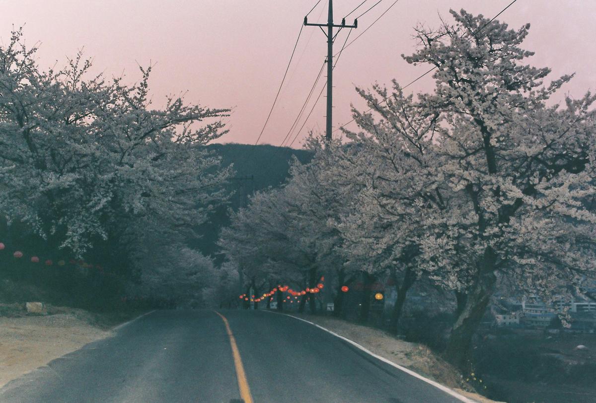 벚꽃