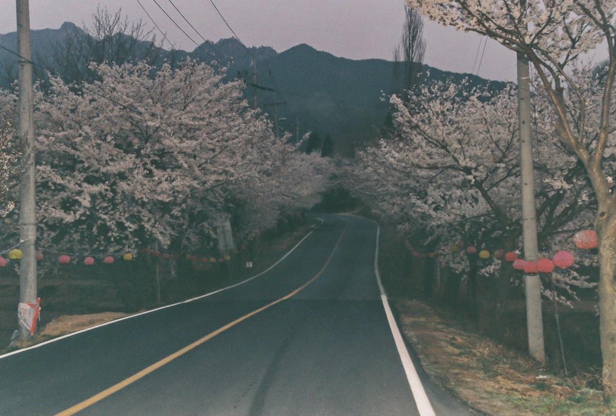 벚꽃