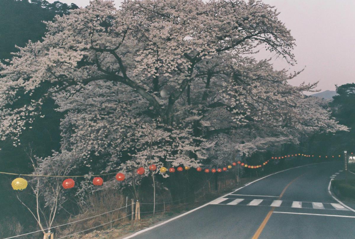 벚꽃
