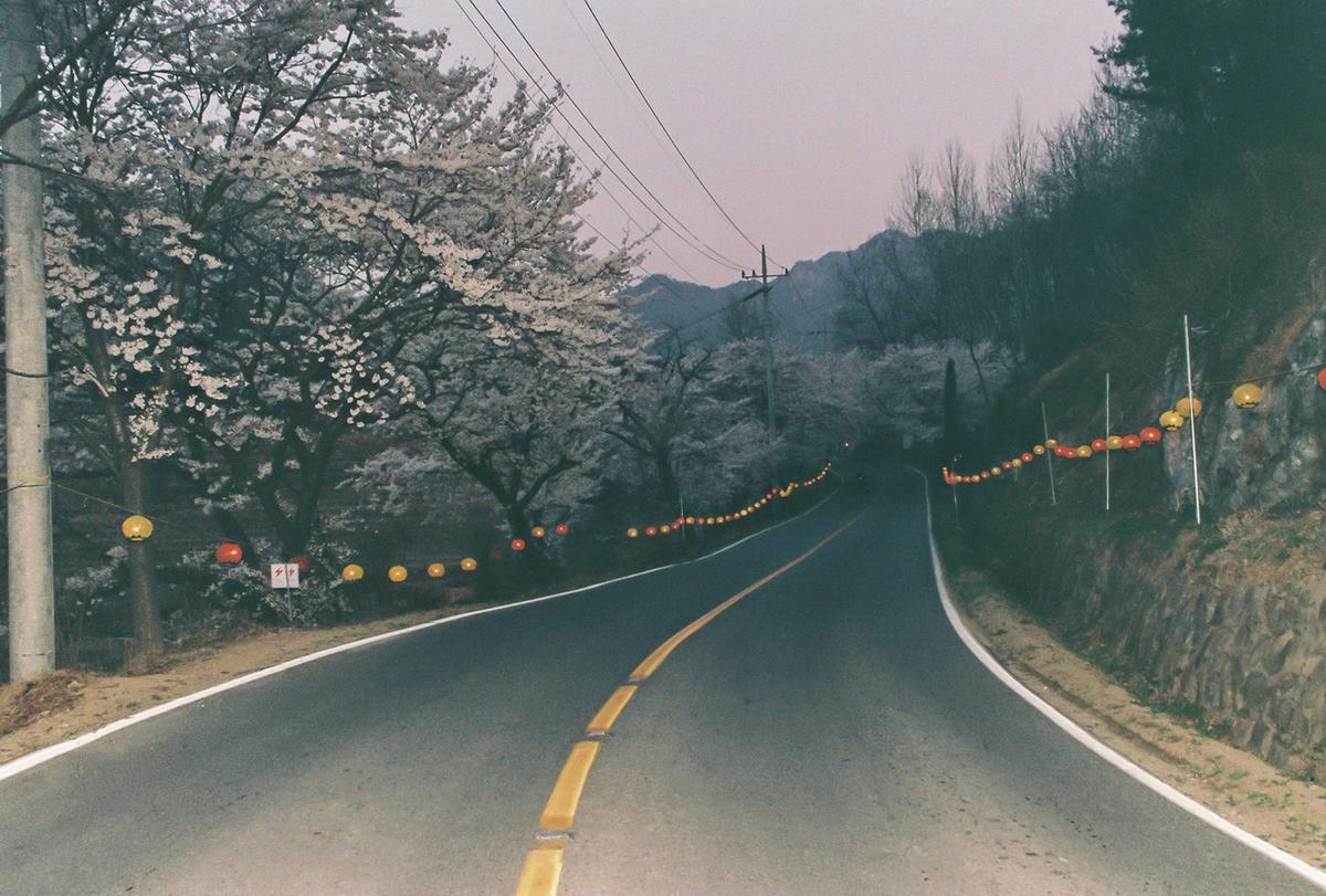 벚꽃