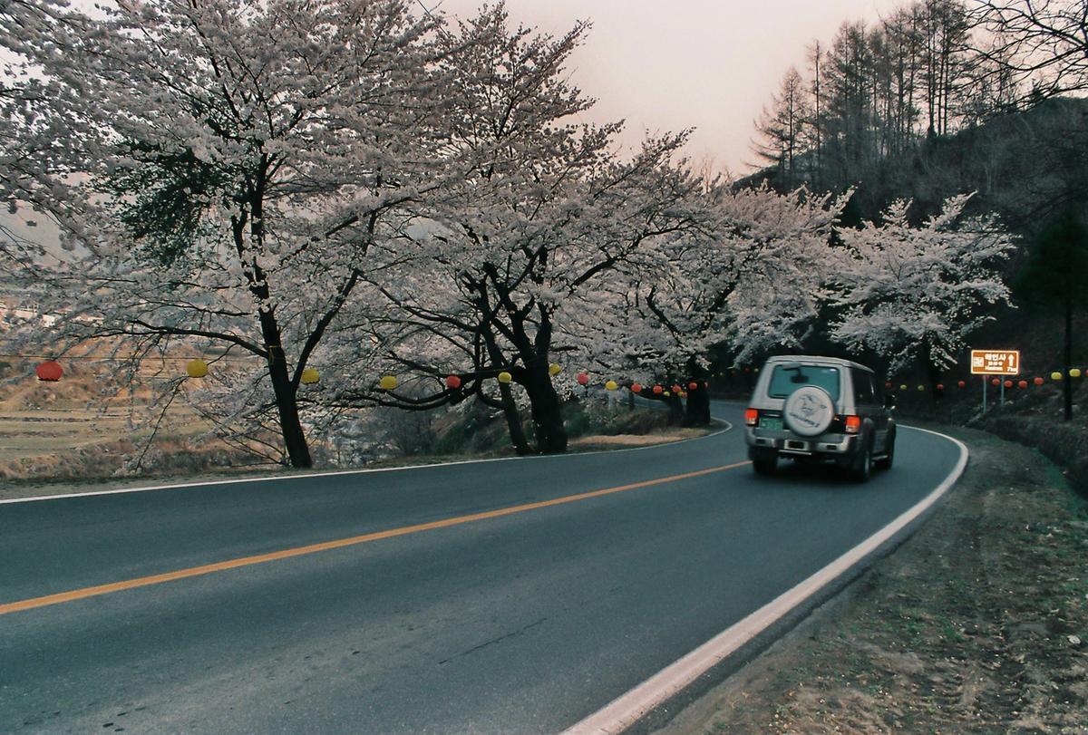 벚꽃
