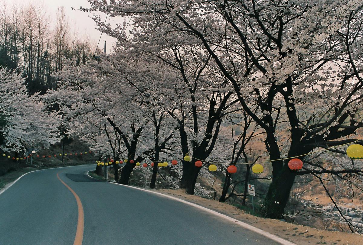 벚꽃
