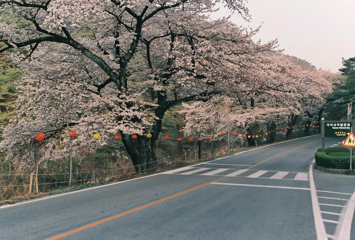벚꽃