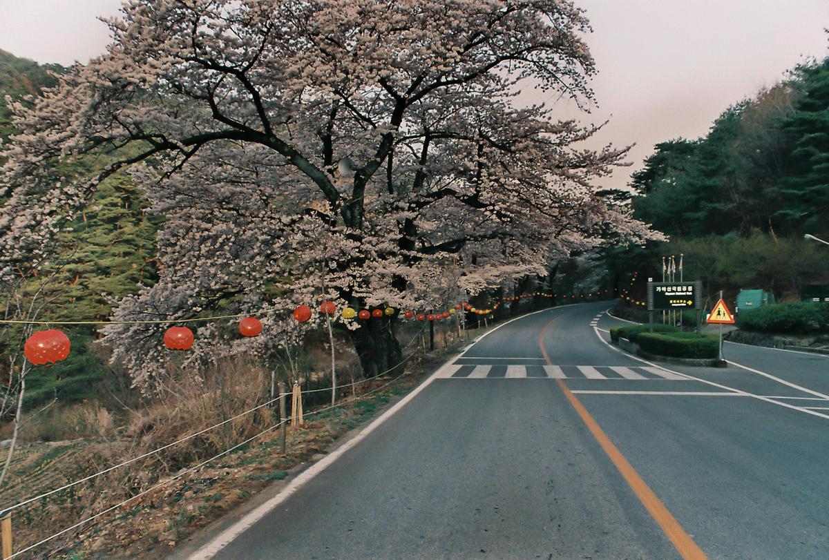벚꽃