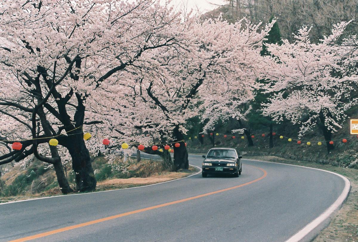 벚꽃