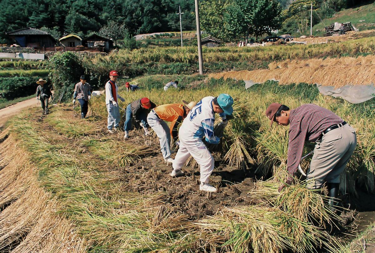 농촌일손돕기