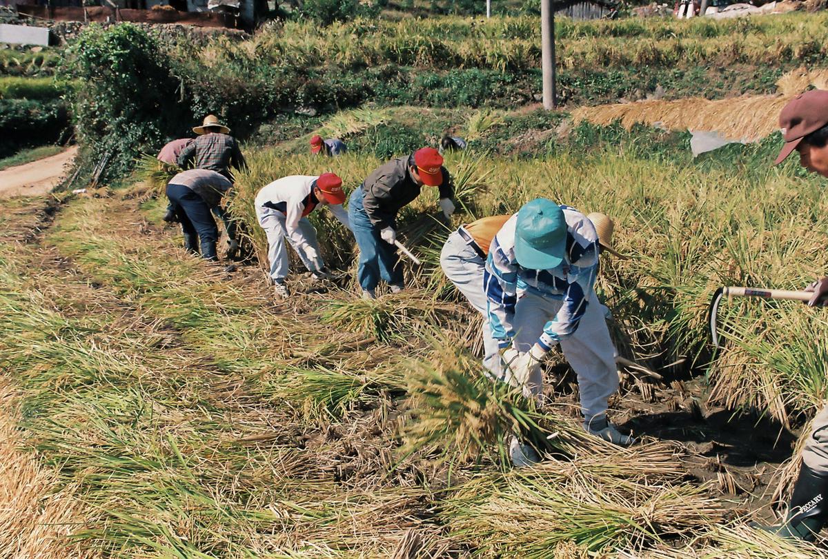 농촌일손돕기