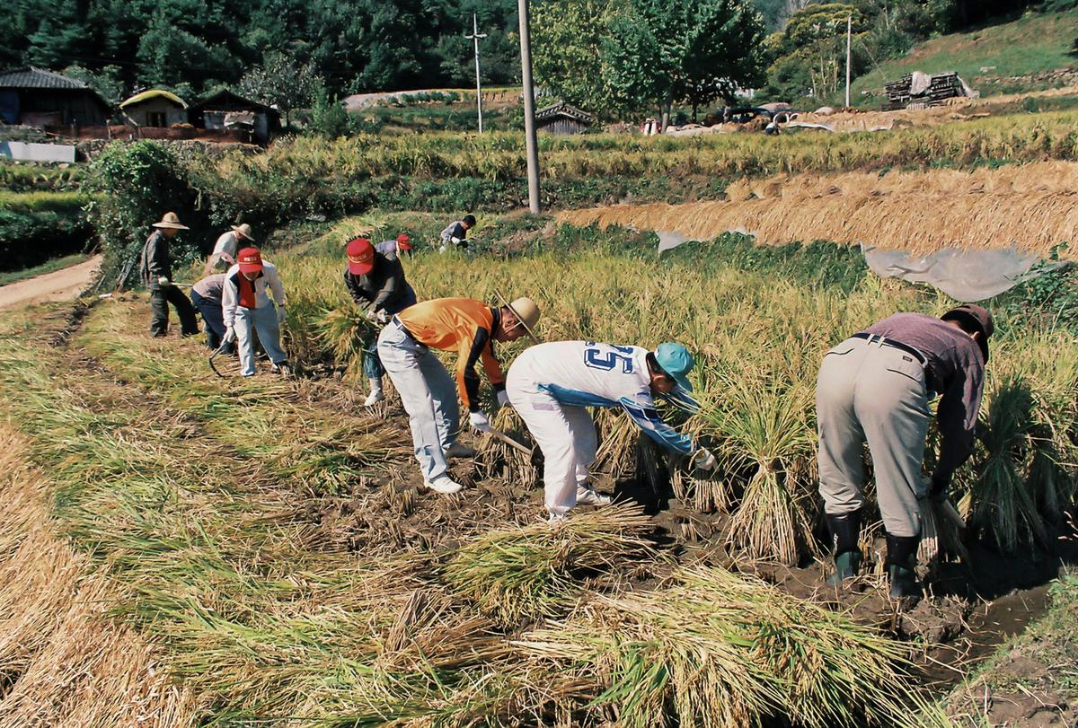 농촌일손돕기