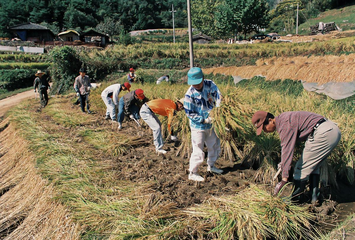 농촌일손돕기