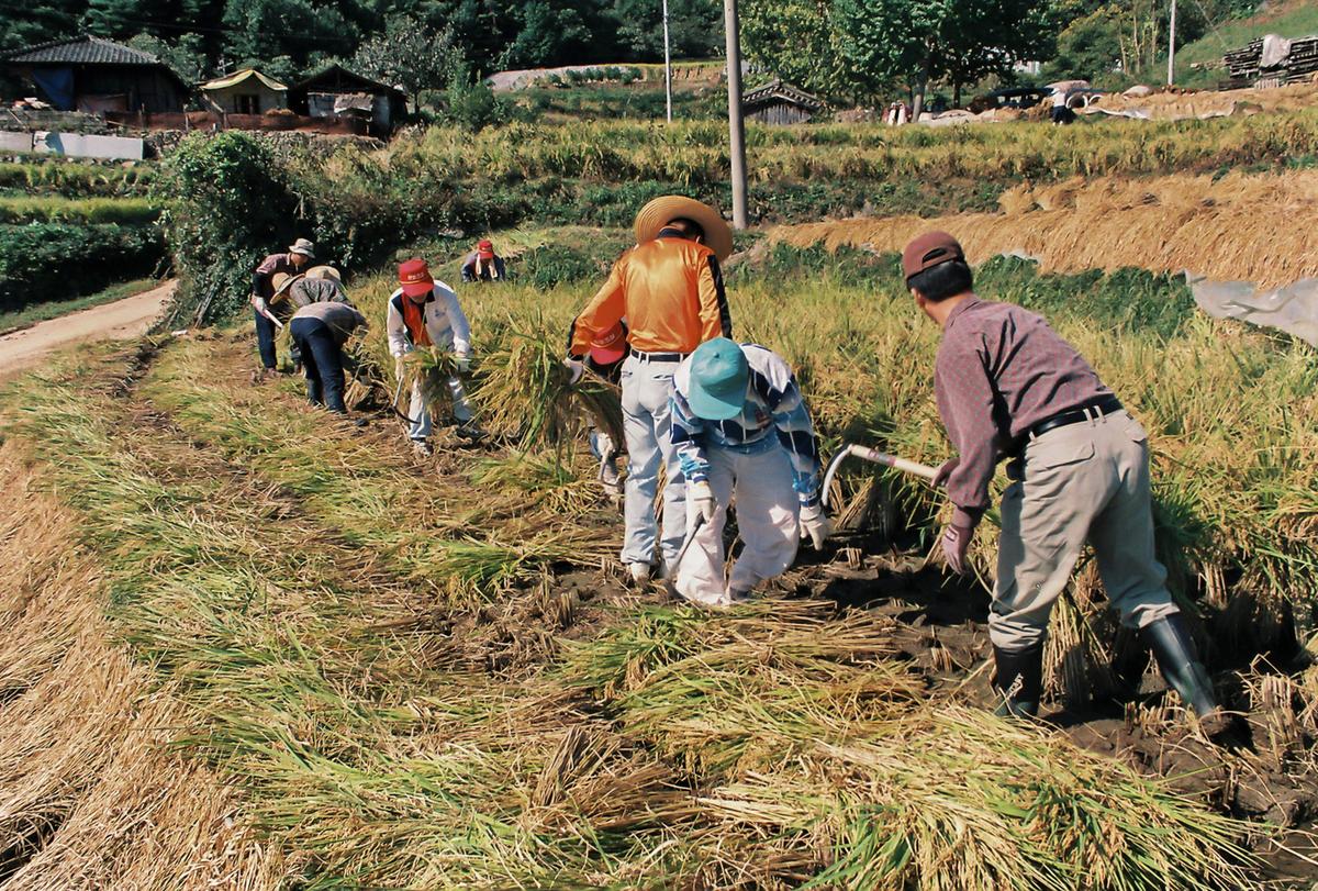 농촌일손돕기