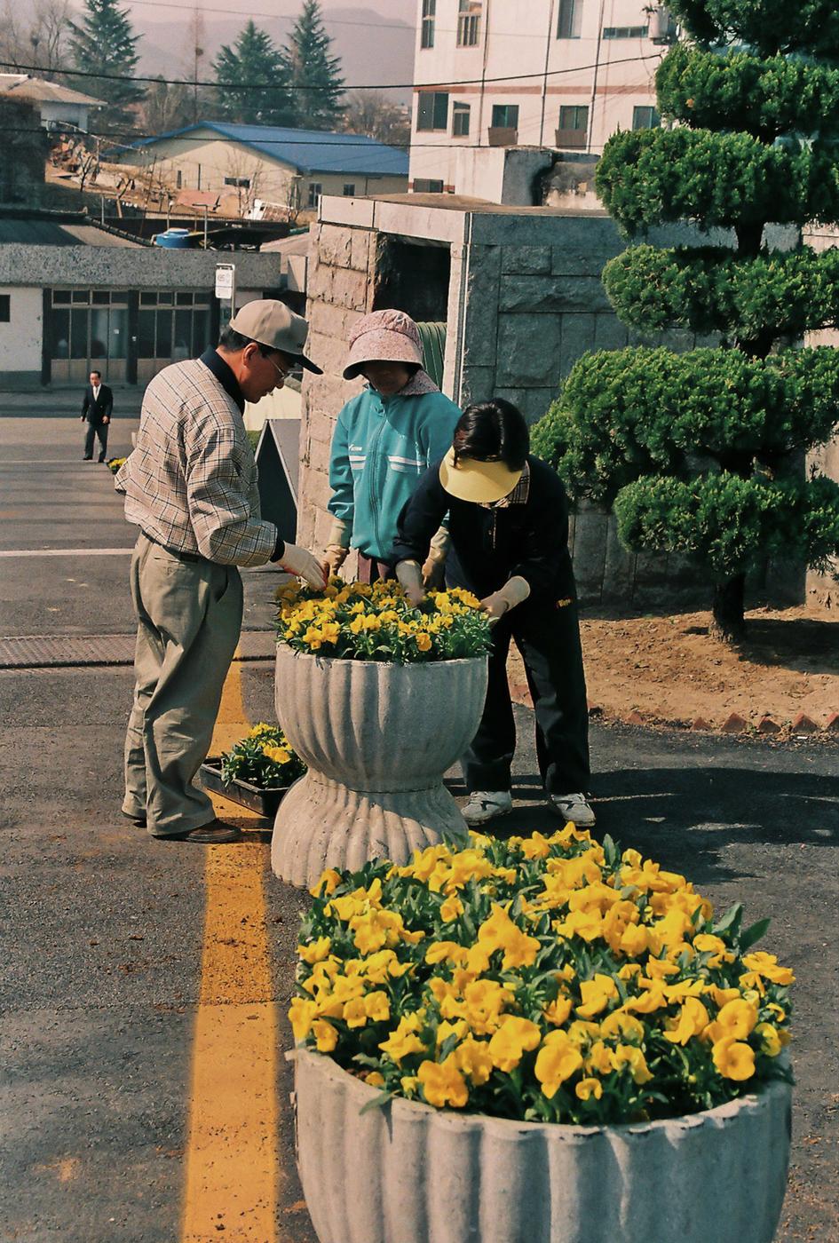 군청화단가꾸기