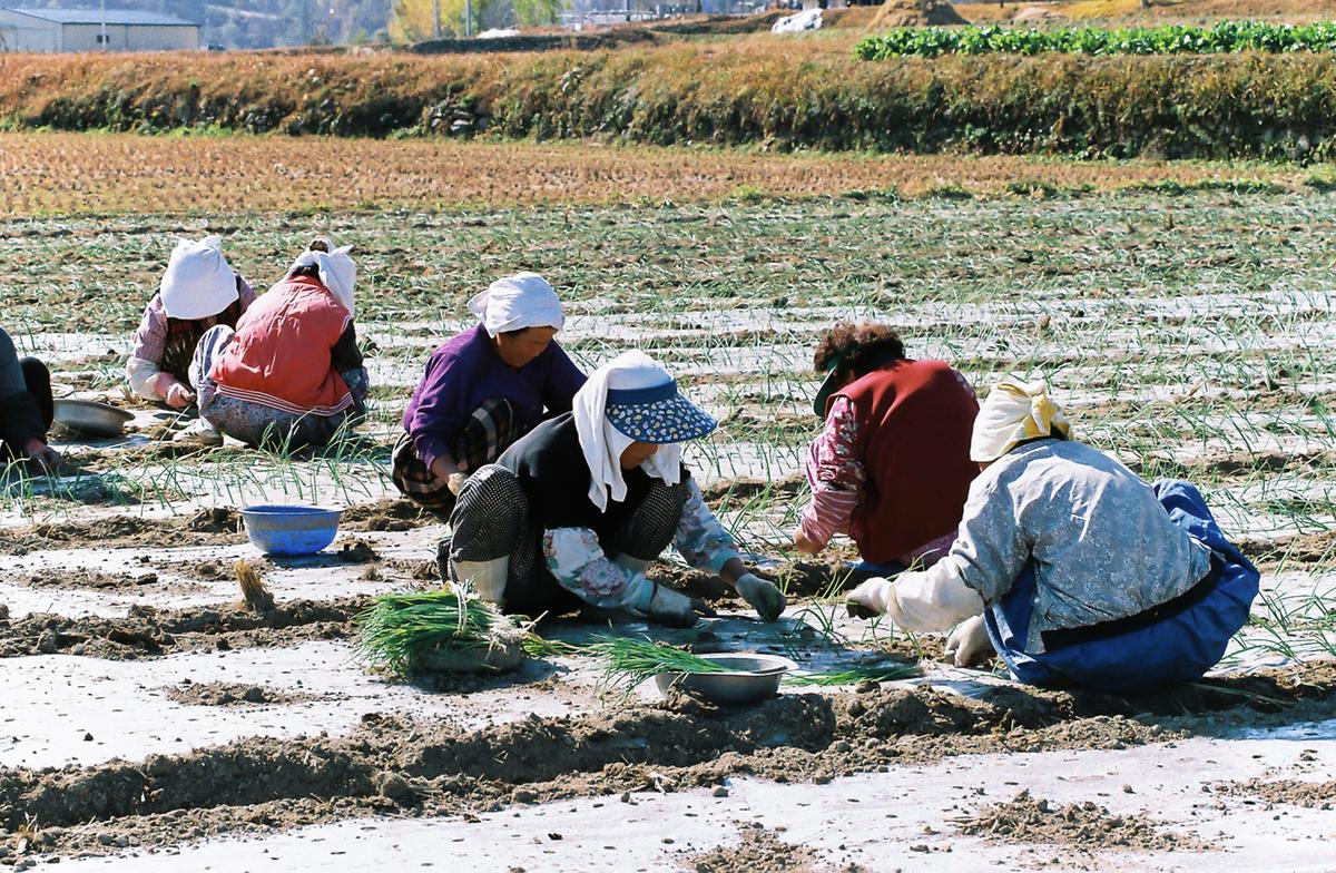 농촌풍경