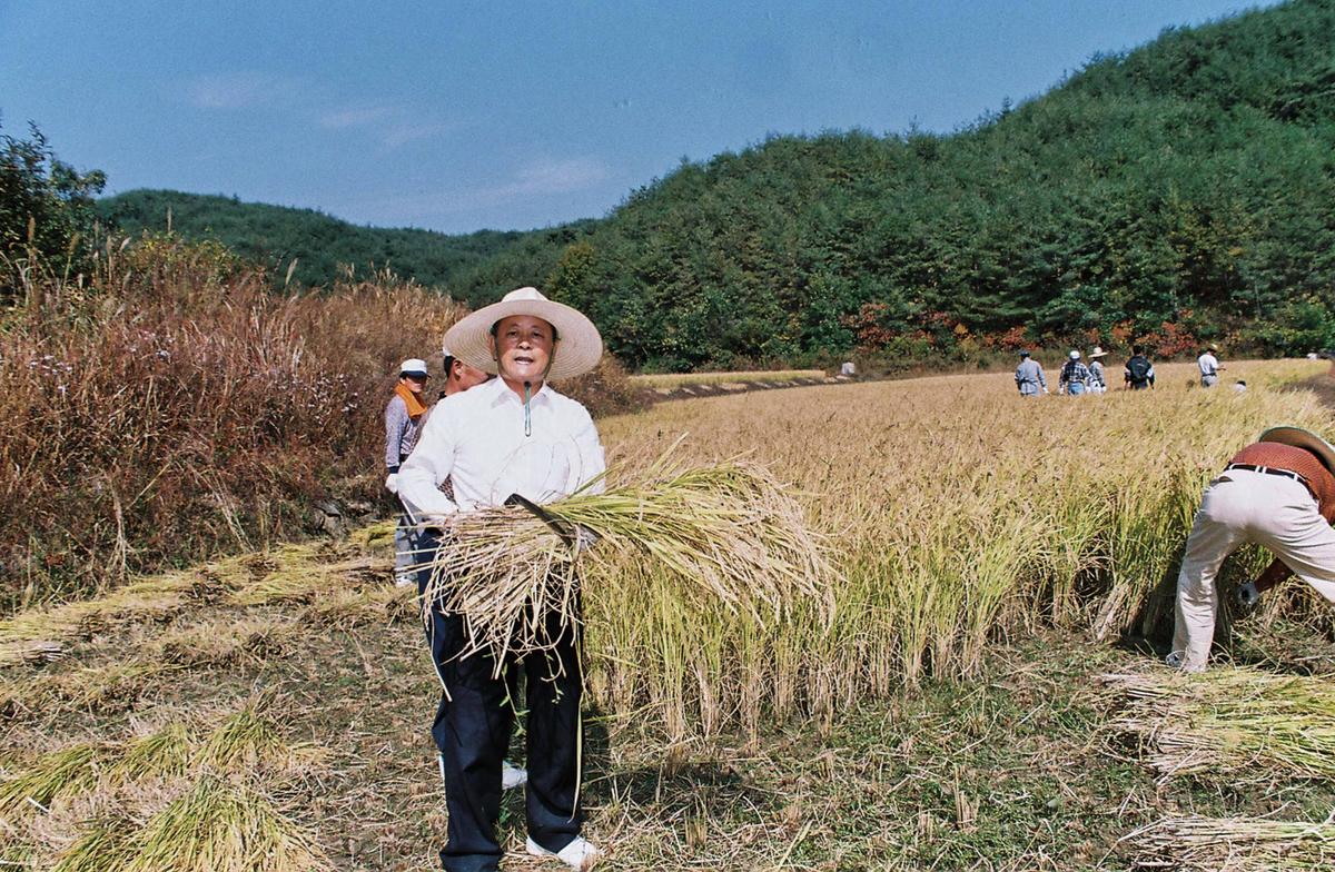 벼수확