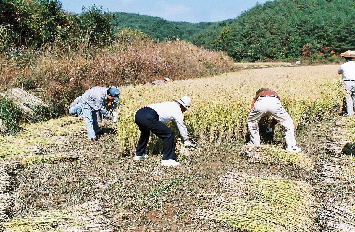 벼수확
