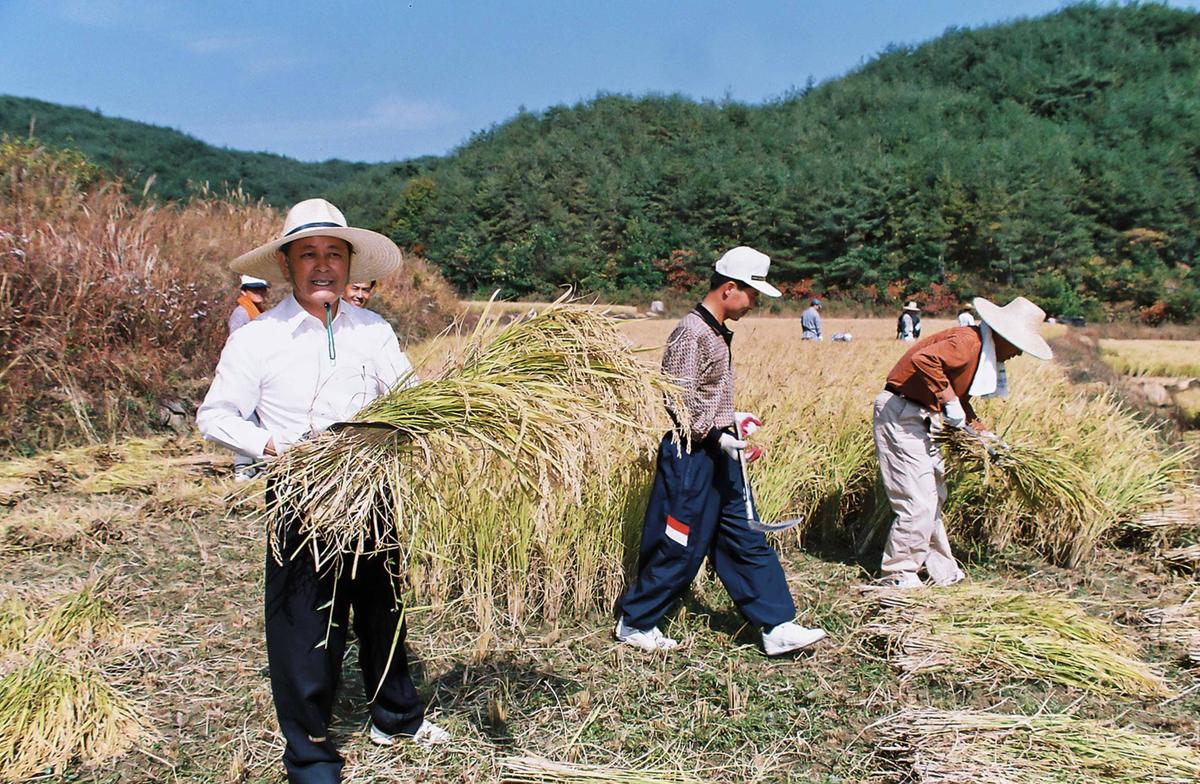 벼수확