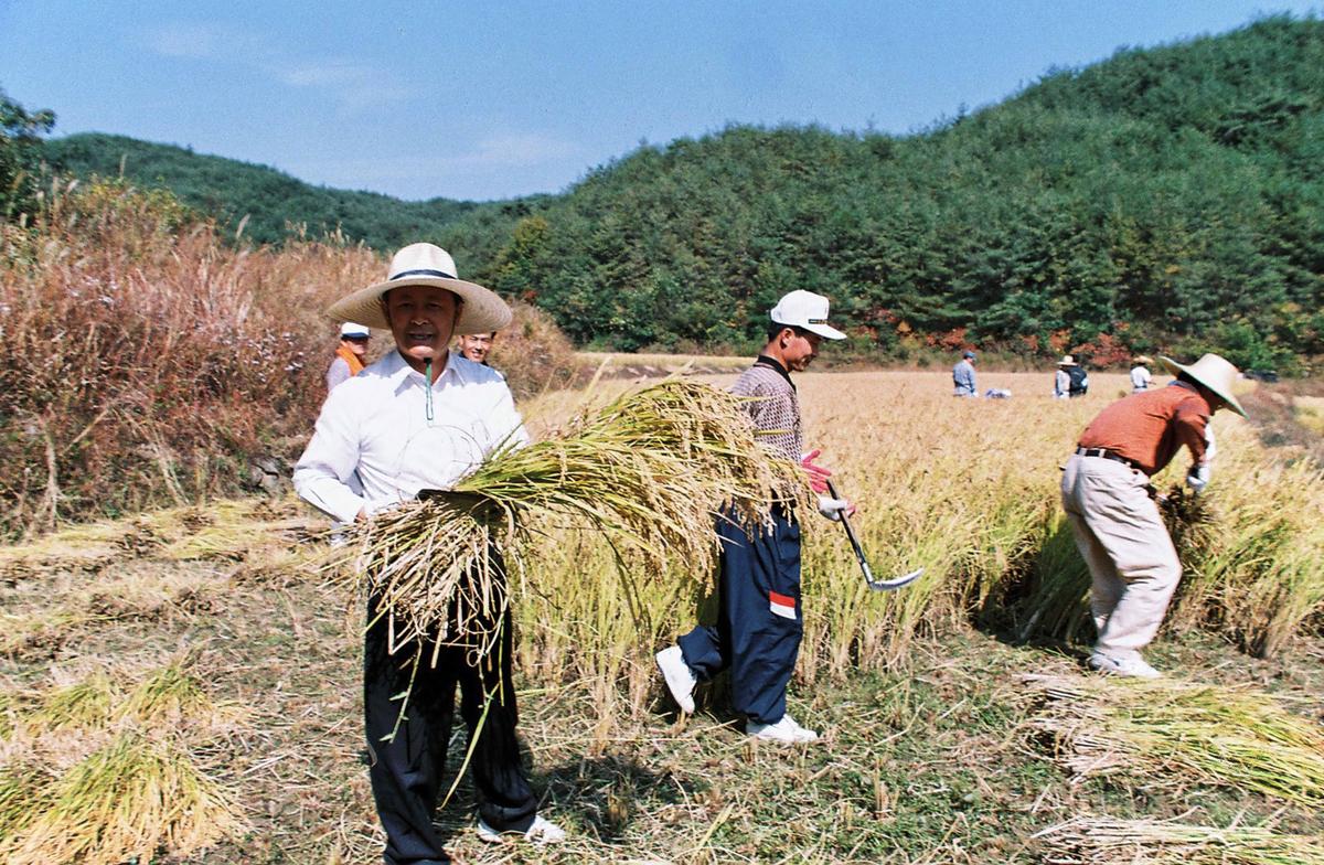 벼수확