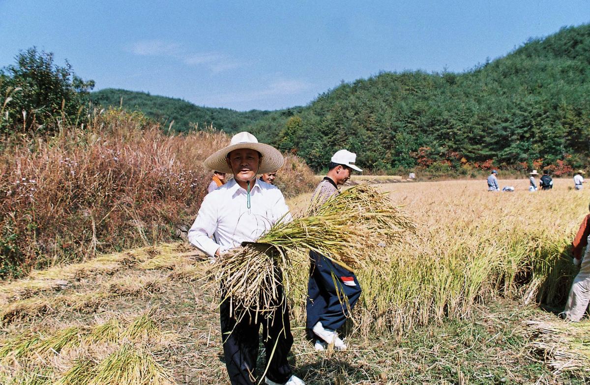 벼수확