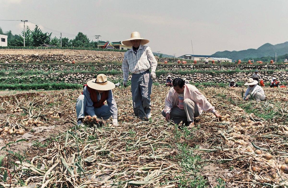 양파수확일손돕기