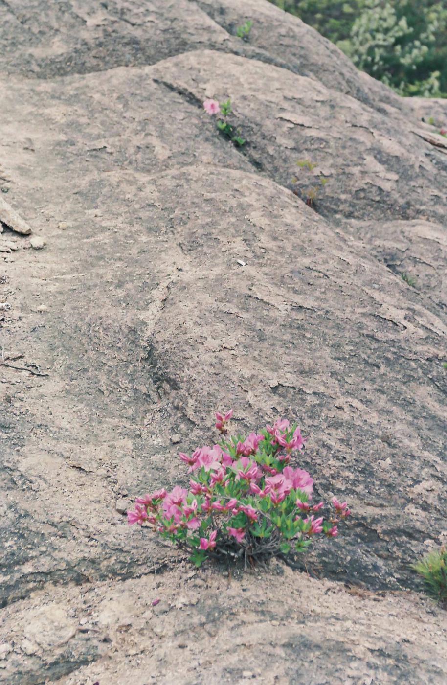 돌에핀꽃