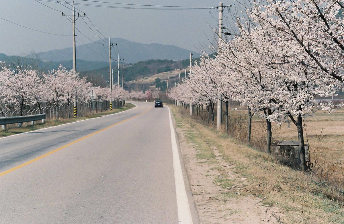 벚꽃