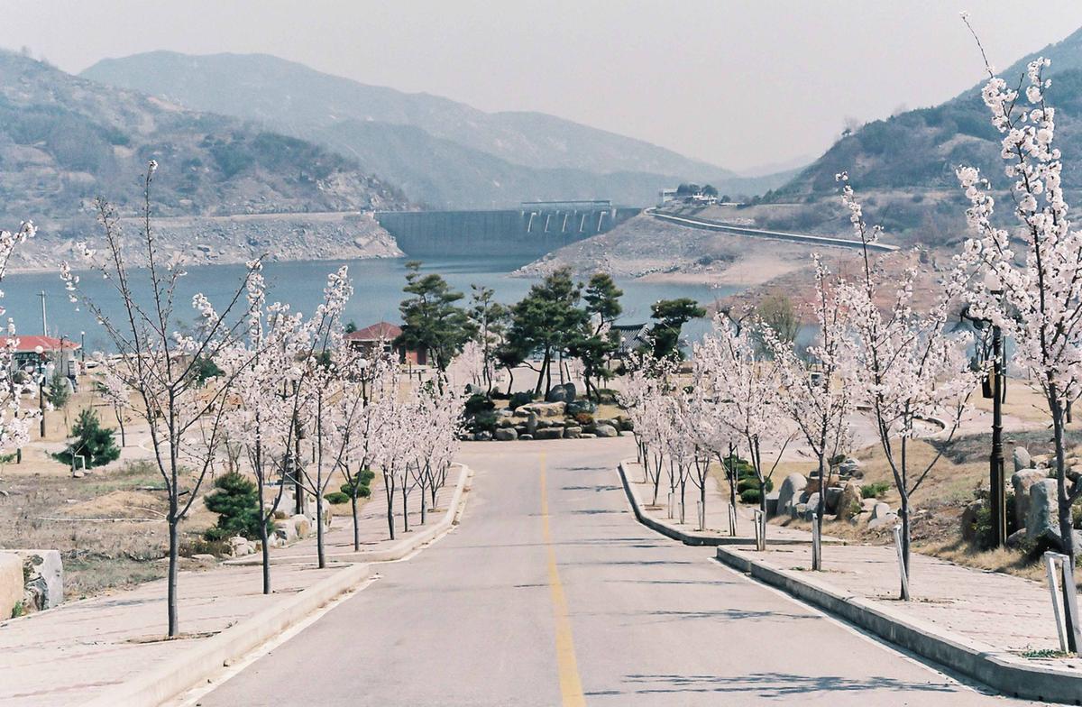 벚꽃