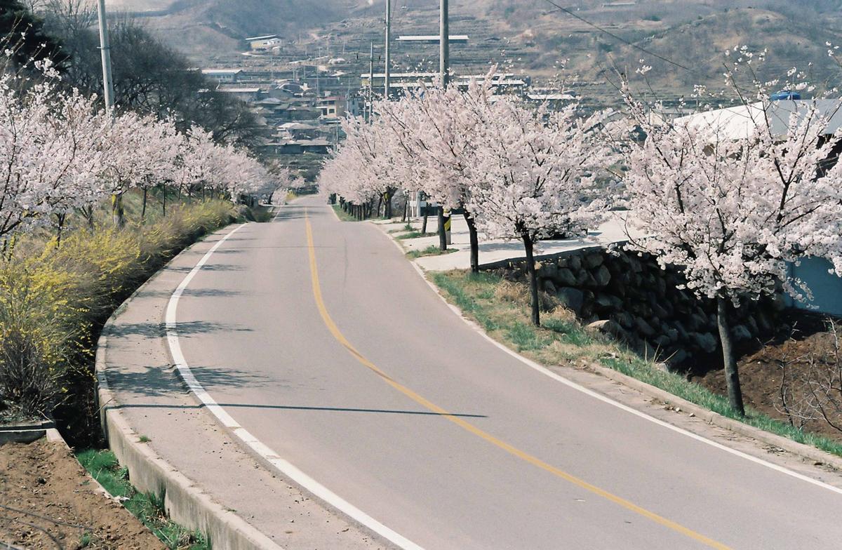 벚꽃