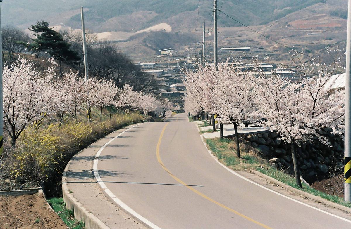 벚꽃