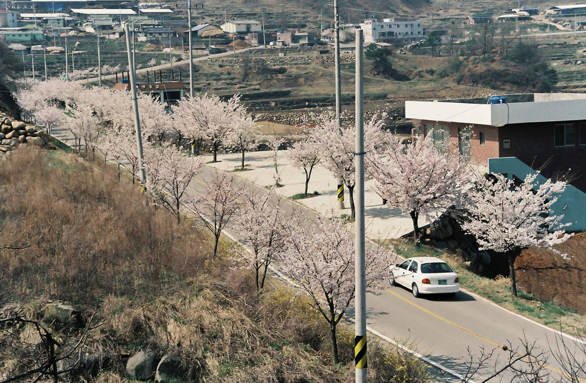 벚꽃