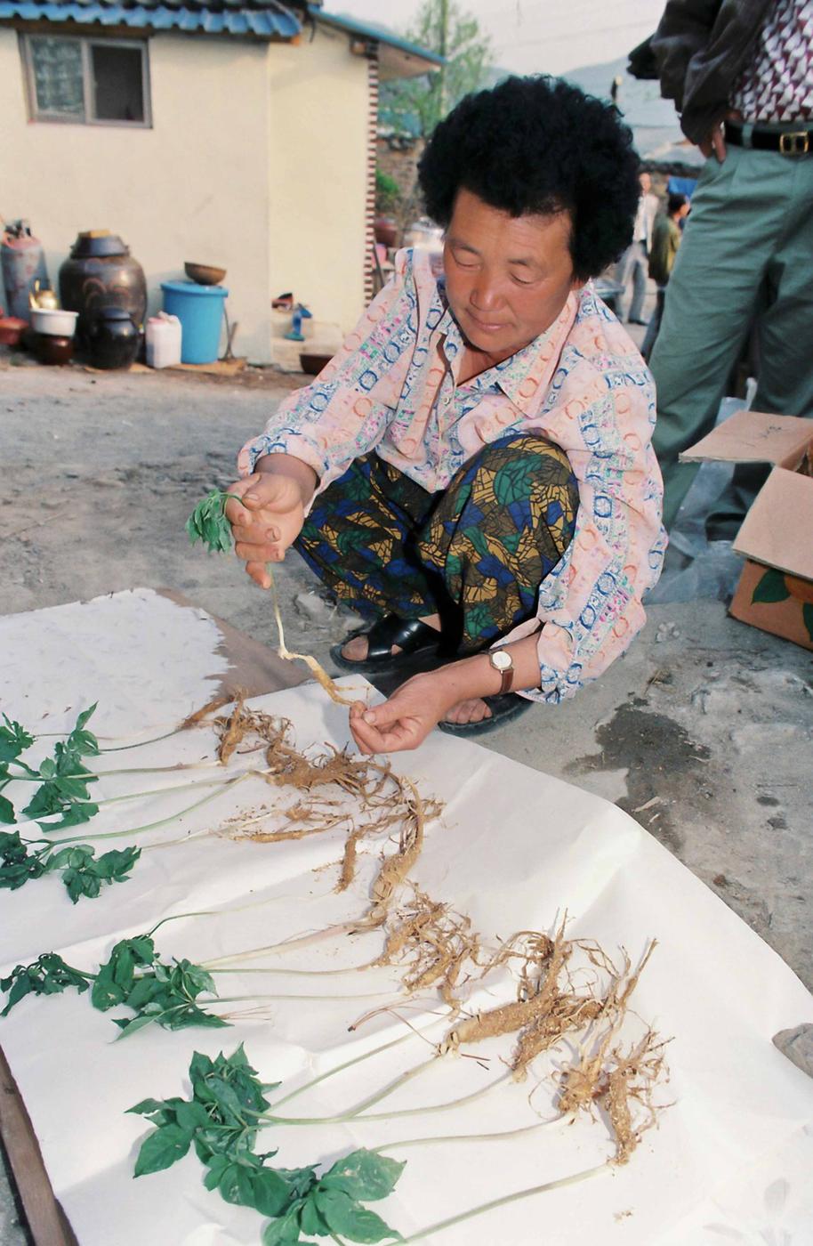 인삼