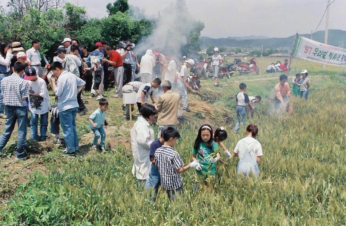97 우리밀 밀사리 문화 한마당