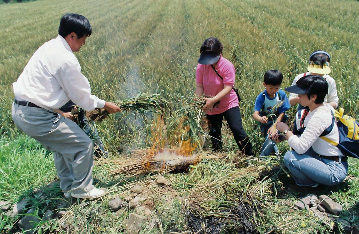 97 우리밀 밀사리 문화 한마당