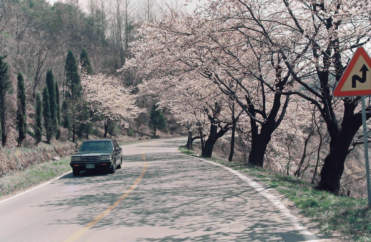 벚꽃