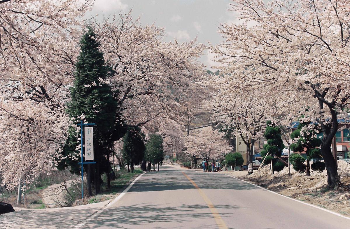 벚꽃