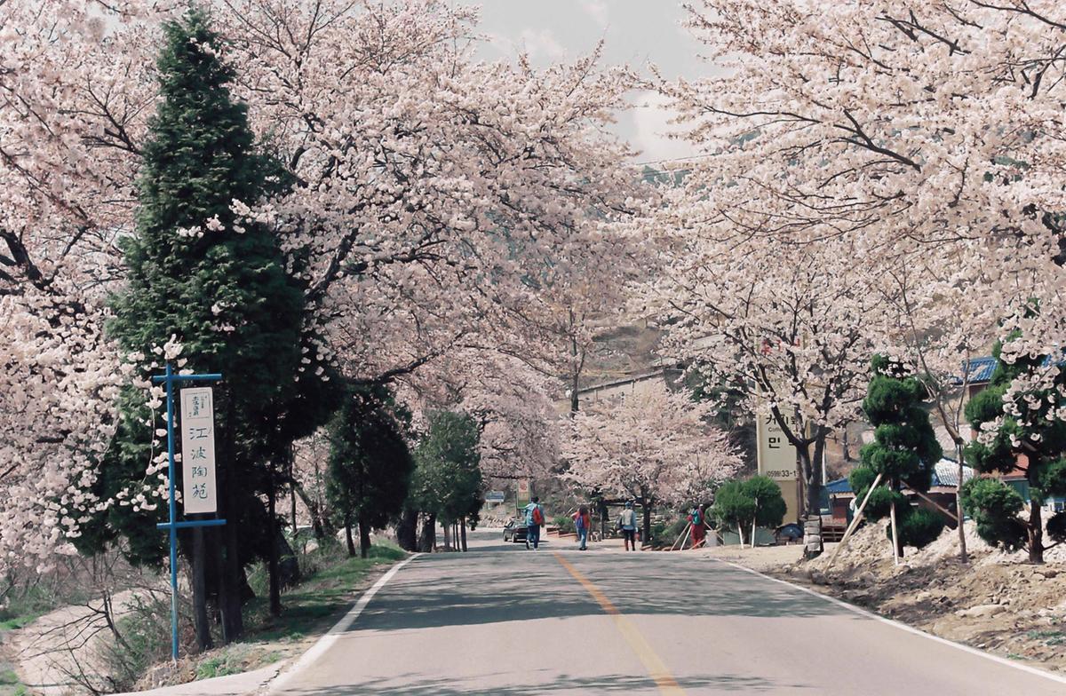 벚꽃