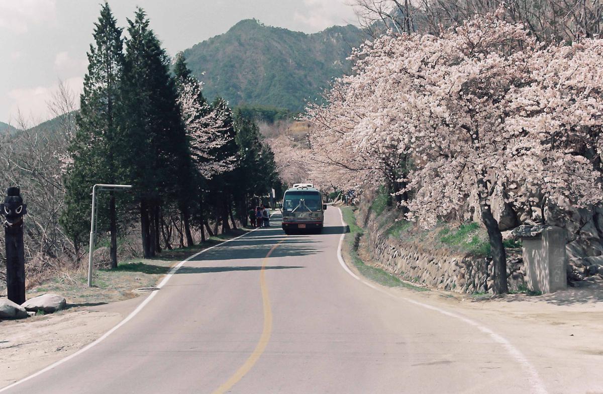벚꽃