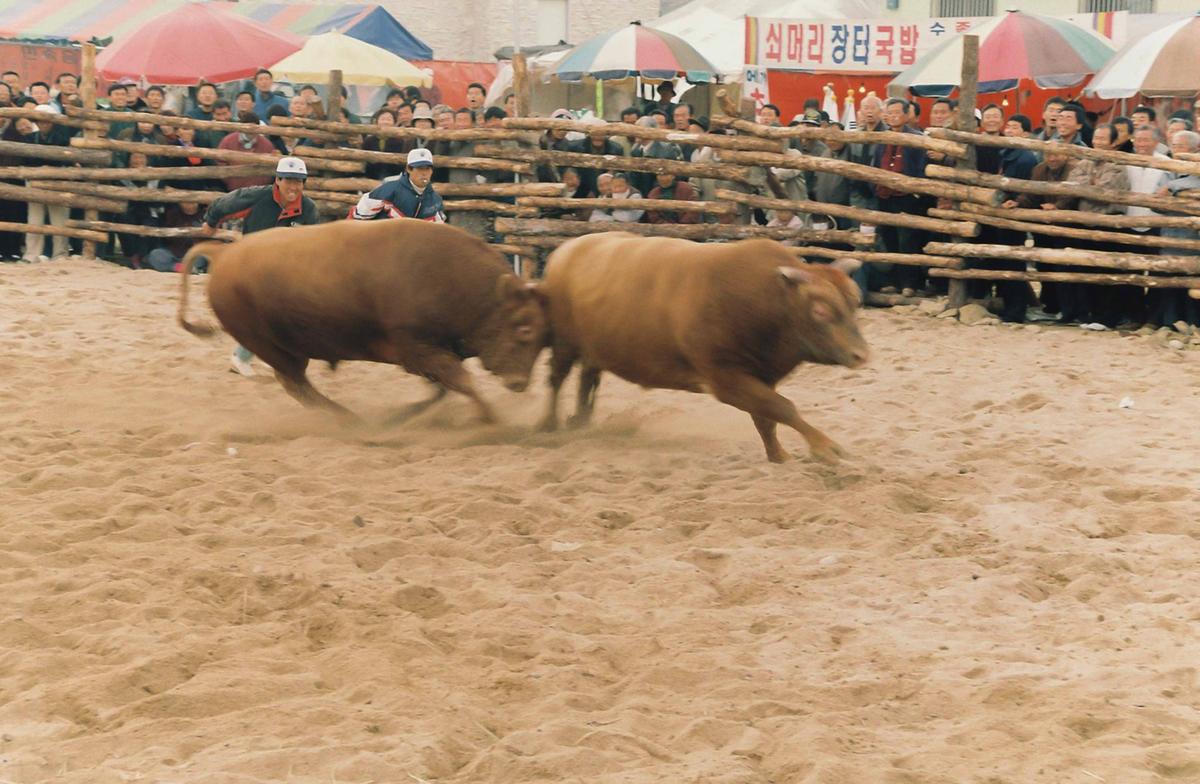 제2회 전국 민속투우 대회