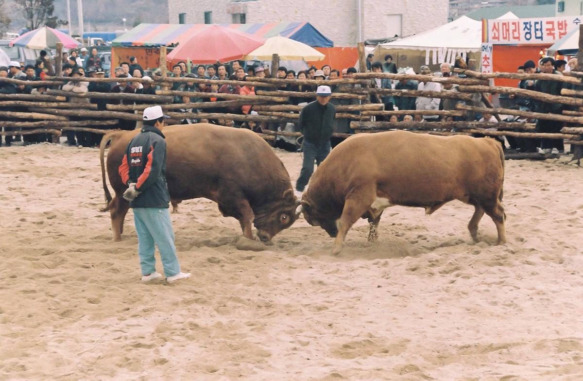 제2회 전국 민속투우 대회