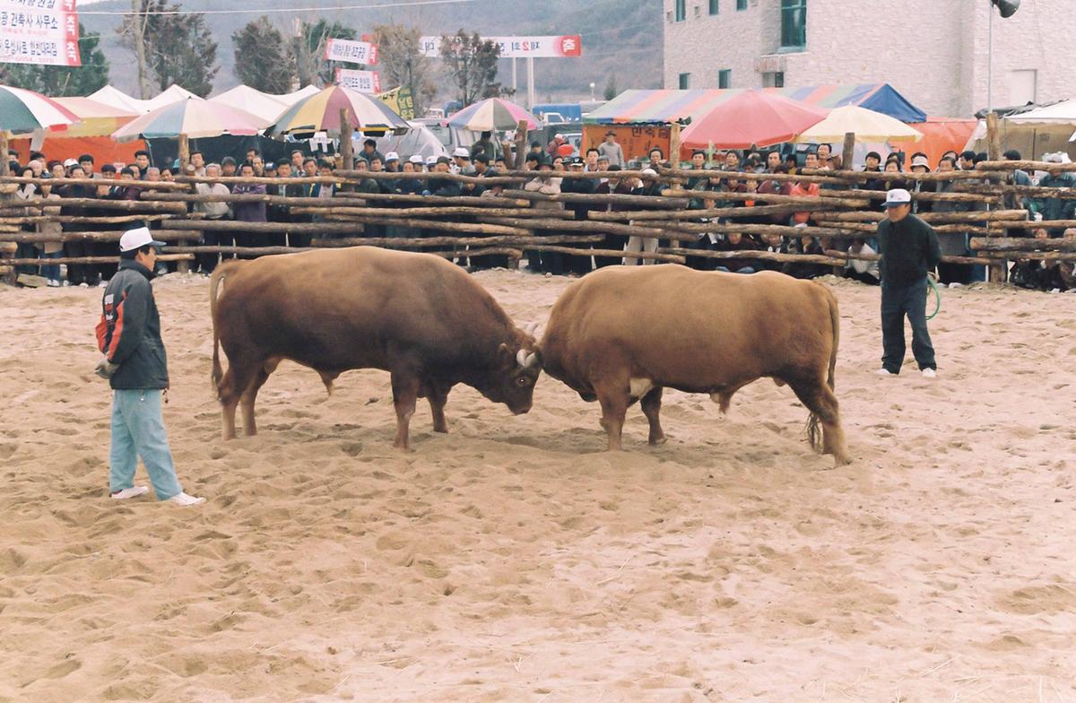 제2회 전국 민속투우 대회