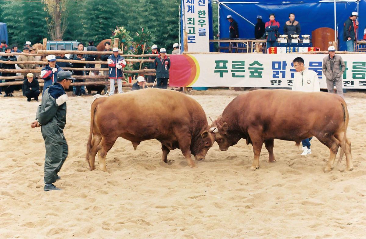 제2회 전국 민속투우 대회