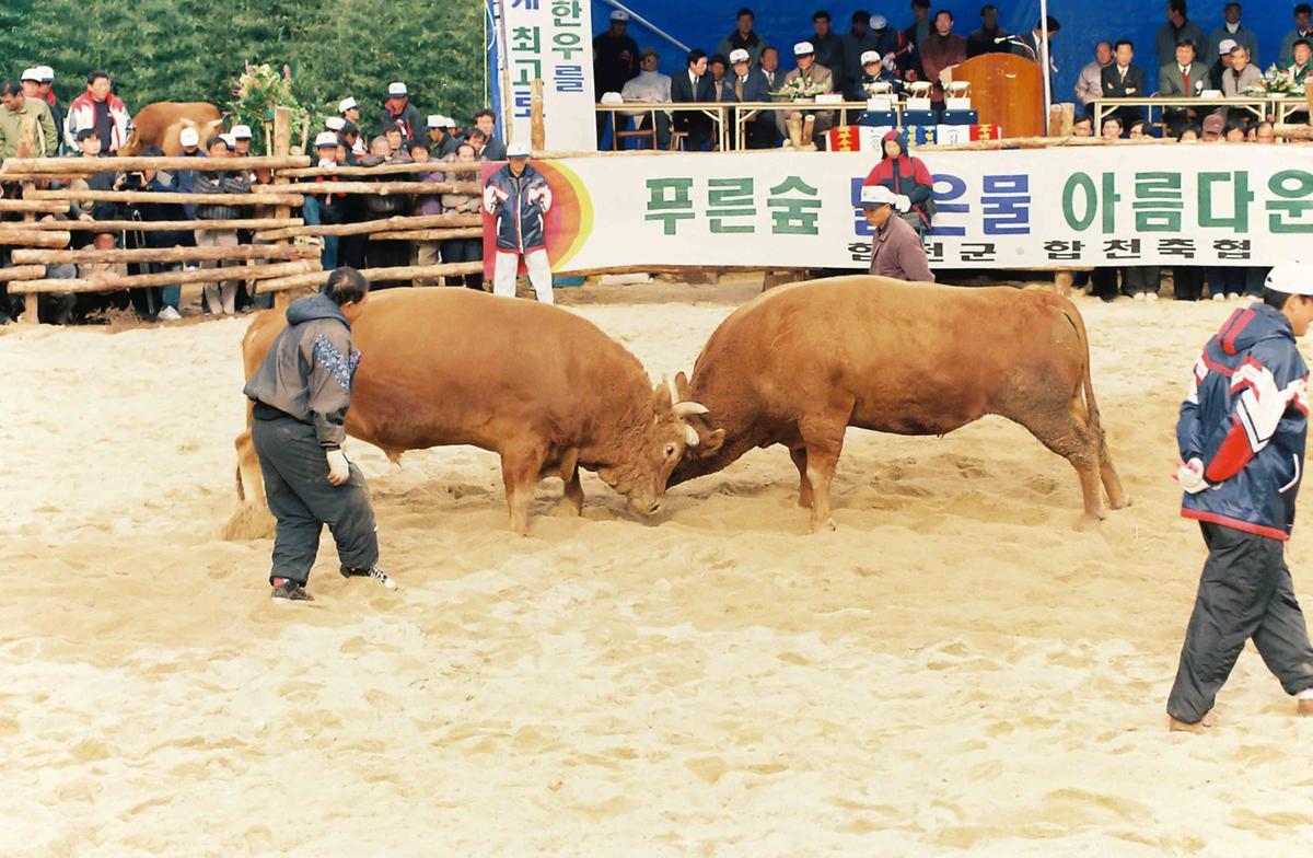 제2회 전국 민속투우 대회